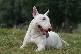 BULL TERRIER MINIATURE 103